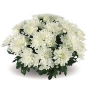 Mount® Gerlach White
