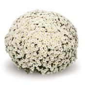 Staviski White