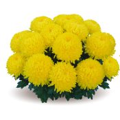 Etincelor Yellow