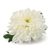 Zembla White