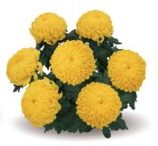 Bellatia