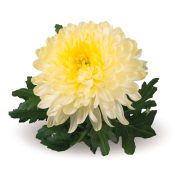 Zembla Cream