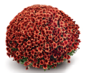 Aduro Orange