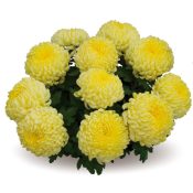 Sunberry Jaune