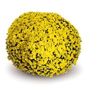 Staviski Yellow