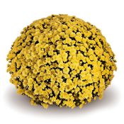Jasoda Dark Yellow