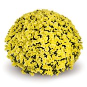 Jasoda Yellow Light
