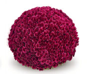 Aduro Purple