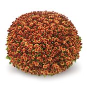 Jasoda Dark Orange