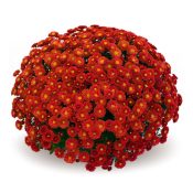Staviski Red