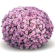 Staviski Pink