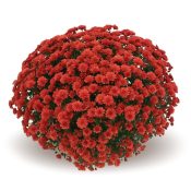Jasoda Red