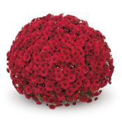 Lariva Red