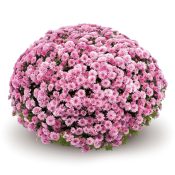 Jasoda Dark Pink