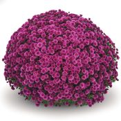 Staviski Dark Pink