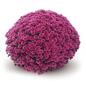 Jasoda Purple