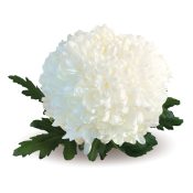Palisada White