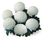 Sunberry White