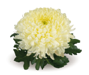 Bislet White