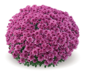 Blanchette Pink