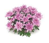 Chrystal Pink