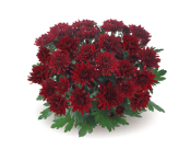 Chrystal Red
