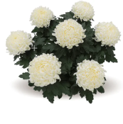 Cosmo White