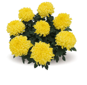 Cosmo Yellow