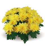 Zizinho Yellow