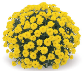 Blanchette Yellow