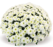 Blanchette White