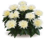 Alaka Blanc