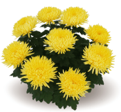 Alaka Jaune