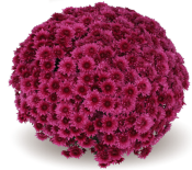 Sorini Mauve