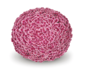 Sorini Pink