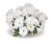 Splash Pure White