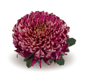 Bislet Purple