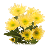 Radost Yellow