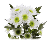 Radost White