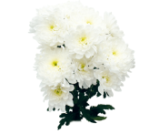 Zembla White
