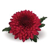 Lamira Red