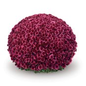 Sicardo Purple