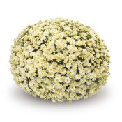 Sicardo White