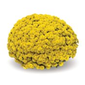 Sicardo Yellow