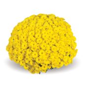 Sing Yellow