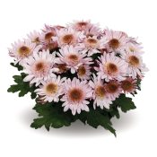Suntaste Pink