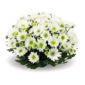 Suntaste White