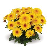 Suntaste Yellow