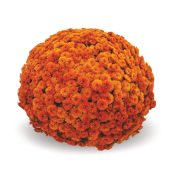 Toast Orange
