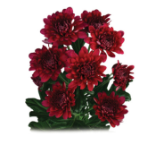 Lamira Red